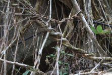 Roots below Kudeng Rim that have been twisted together to increase structural strength.