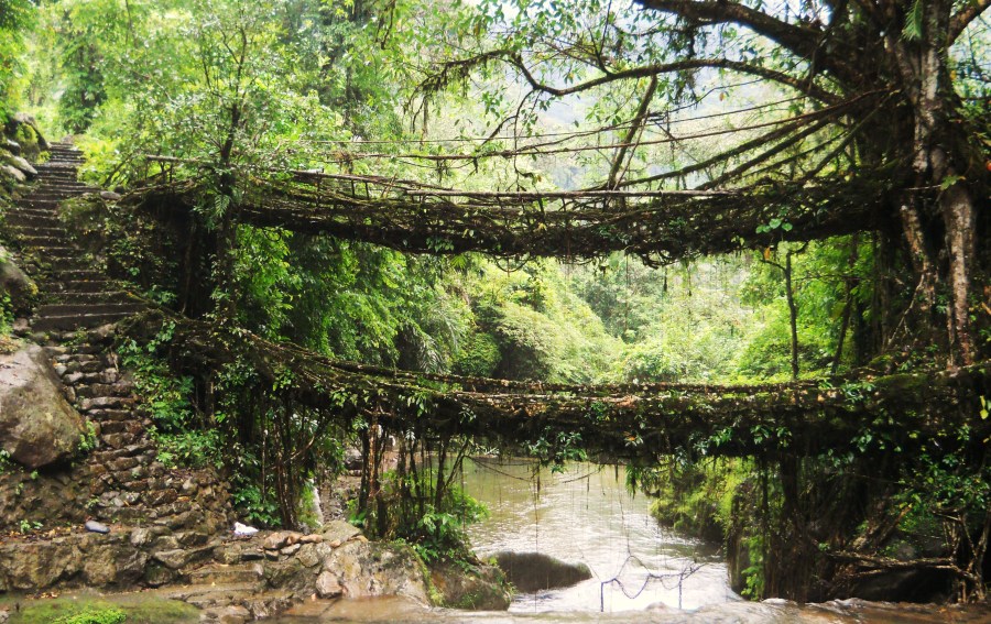 1 Umshiang double decker root bridge