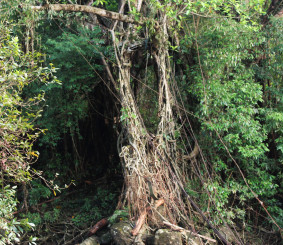 Ruined root bridge from across stream.