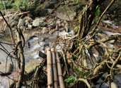 Ruined root bridge, steel cables, and bamboo.
