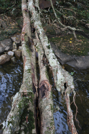 Damaged root bridge.