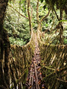 1 Nongthymmai Living Root Bridge