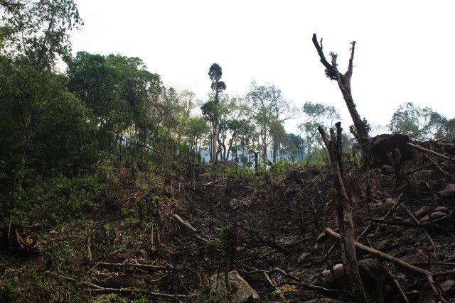 An area of jungle cleared only a few meters from the span of Mawshuit 1. Note that the jungle in the distance is still smoldering.