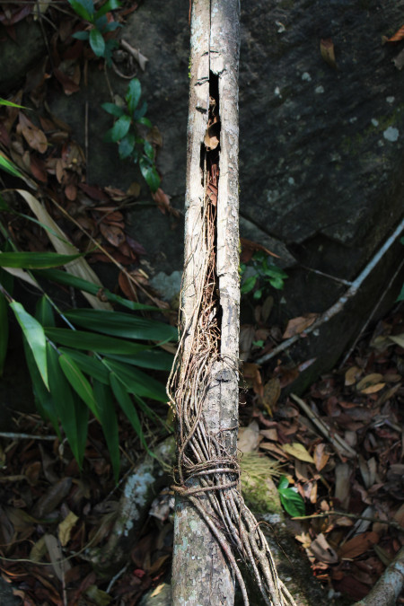 Young ficus elastica roots being trained through a hollow Areca trunk.