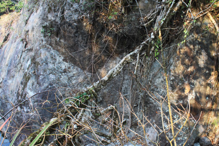 A view of a remnant of what was once the middle span of the three-part living root bridge.