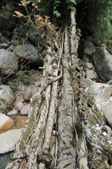 The walkway of Rangthylliang 12, showing unusually thick roots.