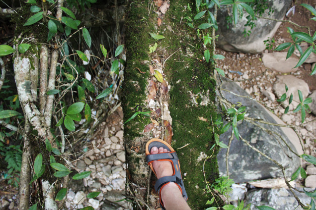 The main root of the southern span of Rangthylliang 12, with foot for scale.