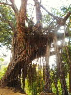 Kudeng Rim Living Root Bleachers