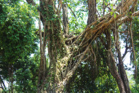 Kudeng Rim Living Root Bleachers, tree