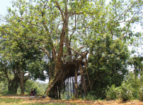 Kudeng Rim Living Root Bleachers, showing the full tree